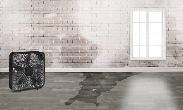 Best Local water damage restoration  in Riverside, IA